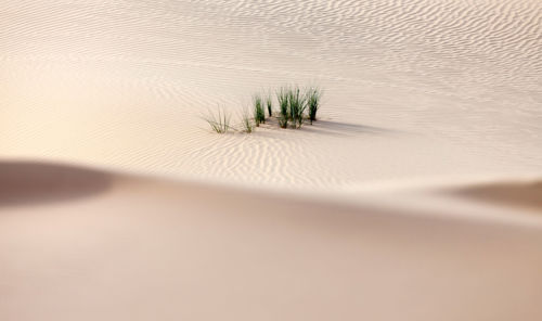 Extensions of time for Powers of Attorney in UAE trade mark matters